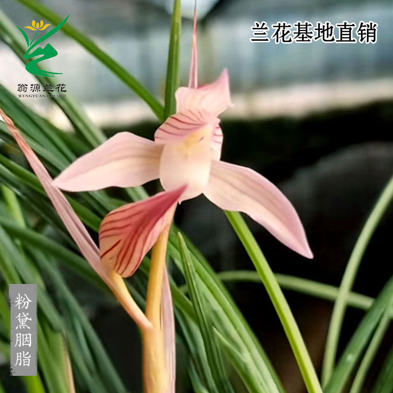 高端莲瓣兰粉黛胭脂粉色花带花香