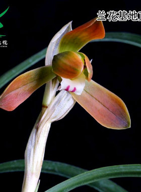 翁源兰花苗喜花里正品春兰极红色花珍品带花浓香好养室内桌面花卉