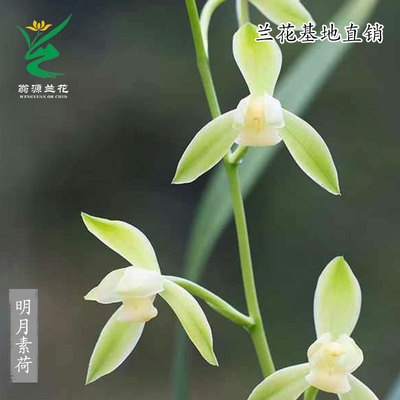 老种四季建兰明月素荷带花好养香