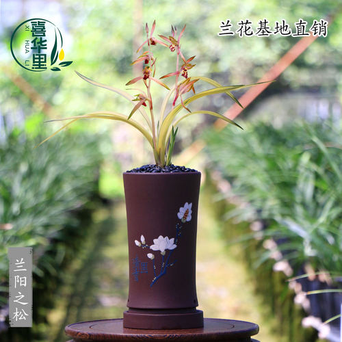 翁源兰花墨兰铭品兰阳之松开花香