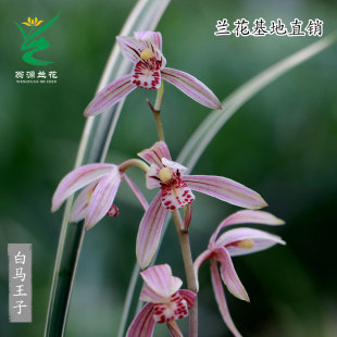 喜花里高端四季建兰瓷白中透艺草白马王子老种金边七彩丹霞带花香