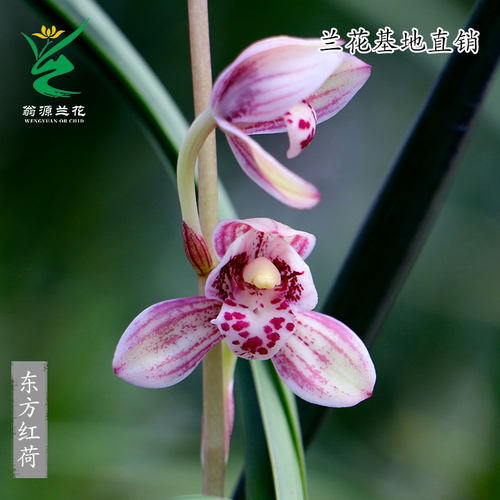翁源兰花建兰东方红荷带花浓香型