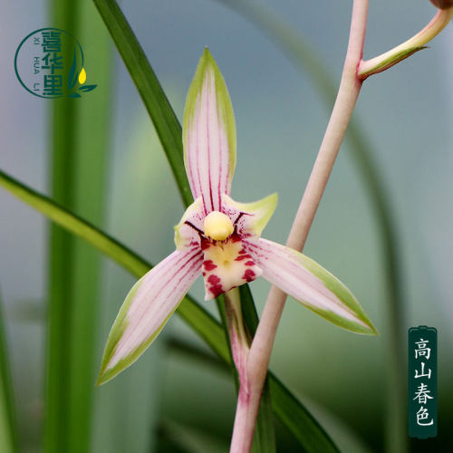 翁源兰花建兰高山春色带花浓香型