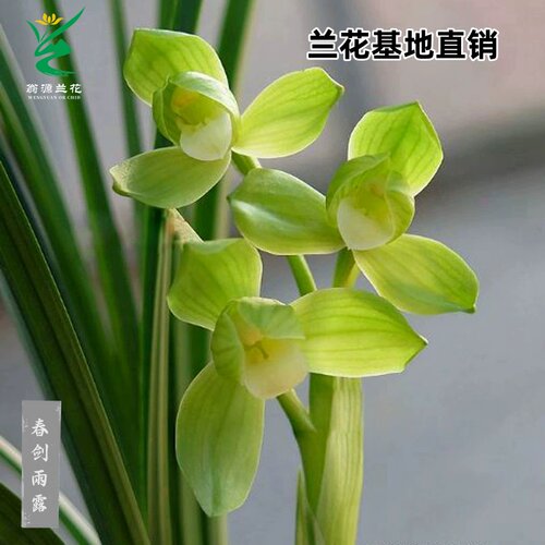 翁源兰花春剑雨露带花浓香型好养