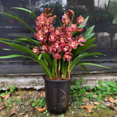 翁源兰花四季建兰带花浓香型好养