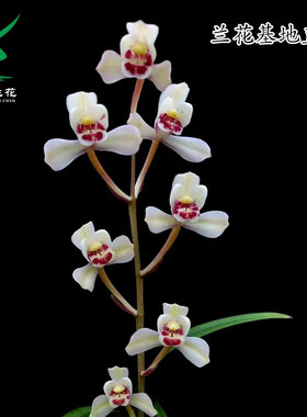 翁源兰花喜花里四季建兰铭品花仙子开花浓香型先明艺好养室内绿植