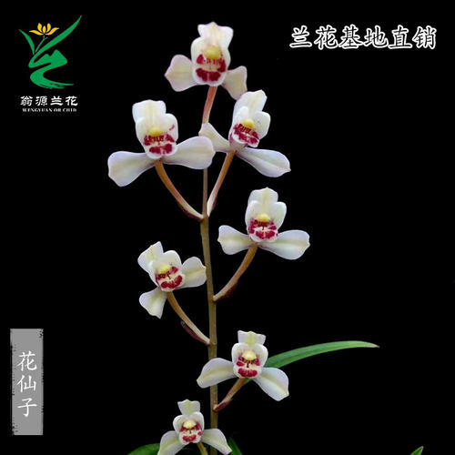 翁源兰花建兰花仙子带花浓香好养