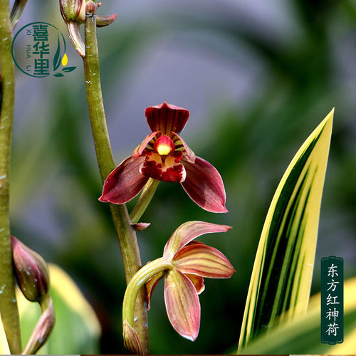 翁源兰花墨兰东方红神荷矮种浓香