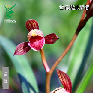 喜花里老种高端四季建兰紫凝大花蕙兰花苗台北小姐带花浓香好养卉