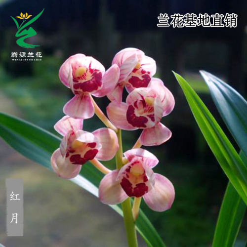 翁源兰花四季建兰红月老种带花香