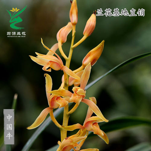 翁源兰花墨兰中国牛带花浓香好养