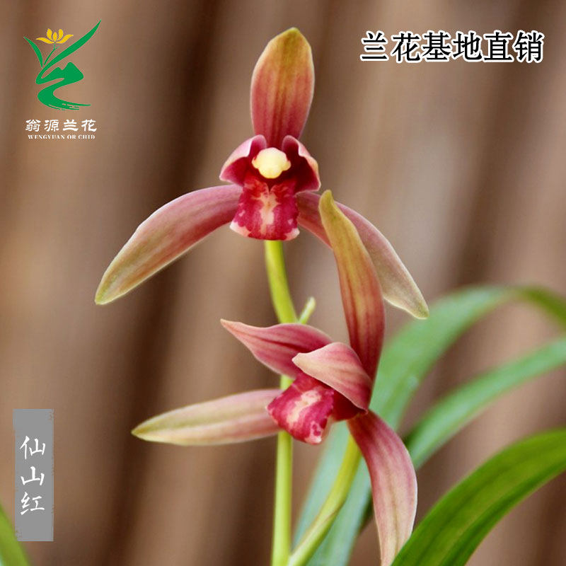 喜花里兰花高端四季建兰仙山浓香