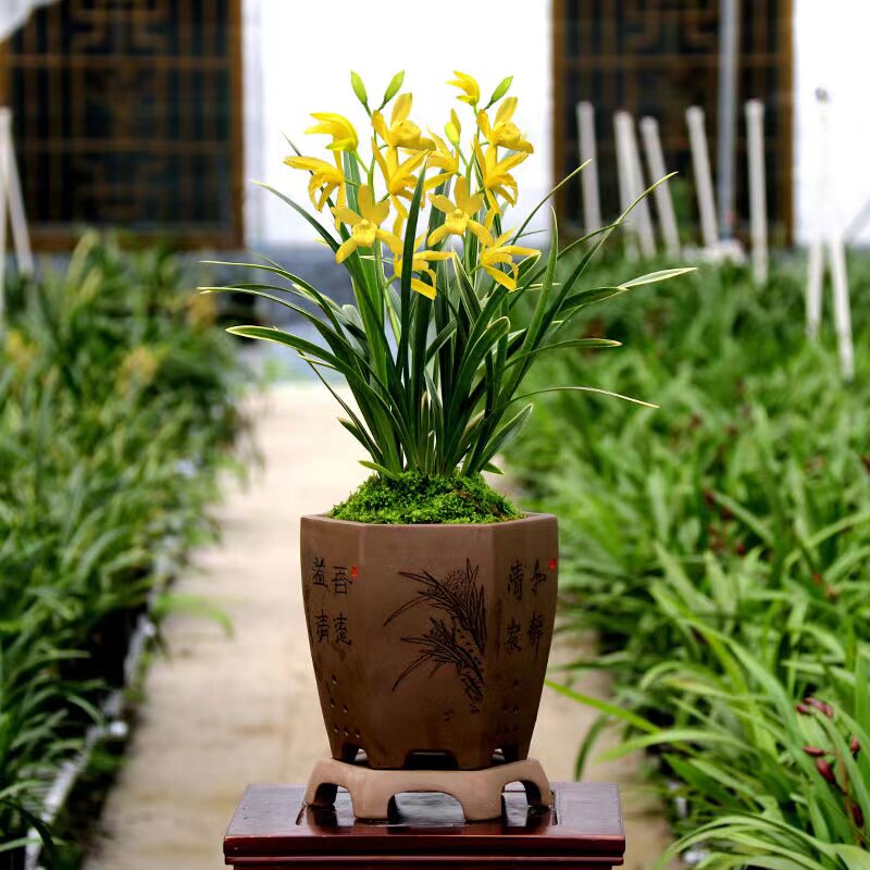 【团购】喜花里【神童冠】四季建兰矮种金边花期长  室内好养绿植