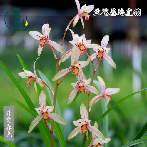 翁源兰花建兰丹霞春色带花浓香型