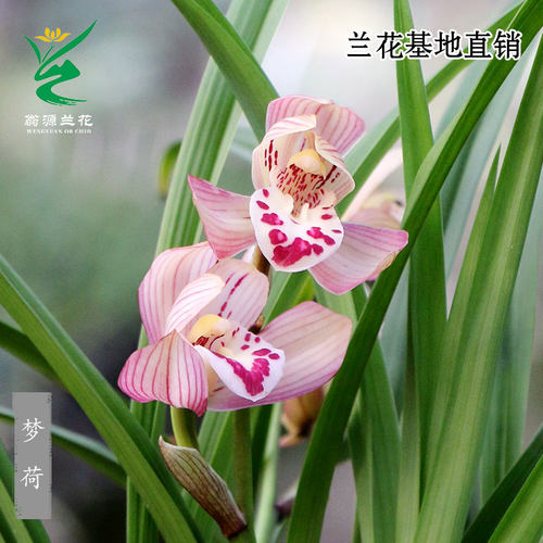 翁源兰花喜花里春剑梦荷带花浓香