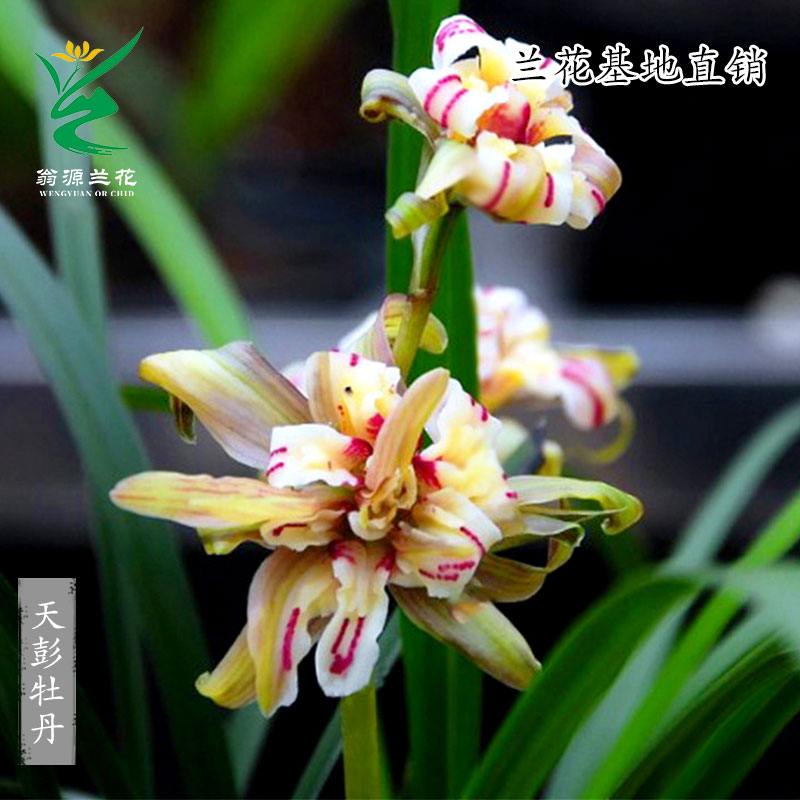 翁源兰花春兰细叶天彭牡丹浓香型
