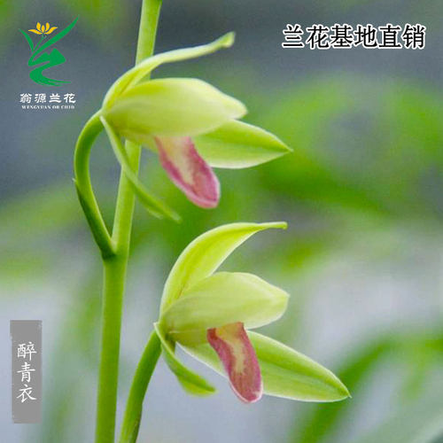 翁源兰花建兰醉青衣带花浓香易养