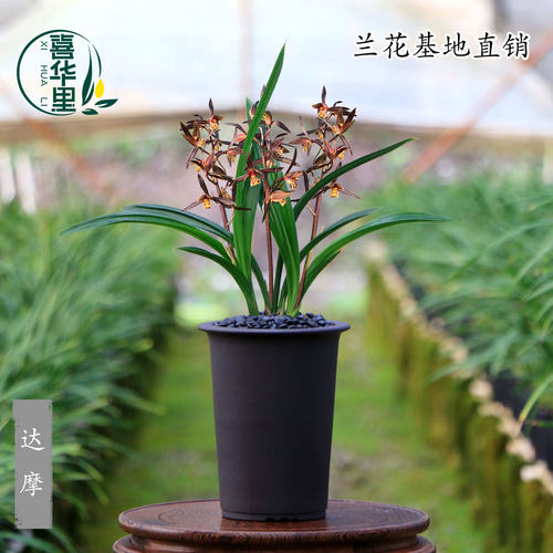 翁源兰花墨兰矮种青叶达摩开花香