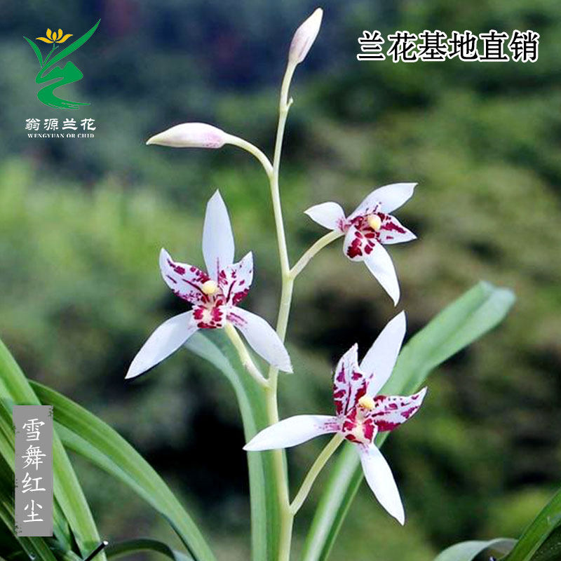 四季建兰老种雪舞红尘带花香好养