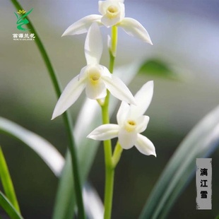 建兰素花铭品漓江雪浓香型室内好养花卉绿植 翁源兰花苗喜花里四季