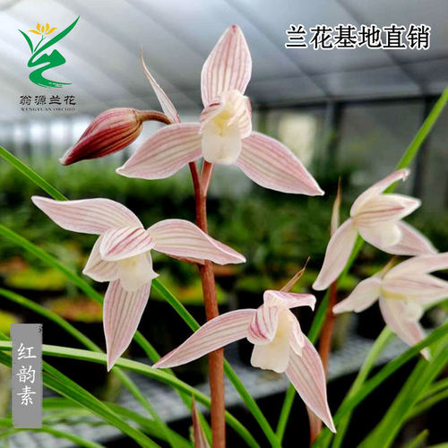 高端莲瓣兰红韵素老种带花好养香