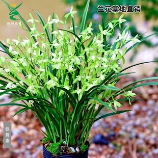 翁源兰花苗喜花里四季建兰铁骨素心带花浓香好养勤花勤芽绿植花卉