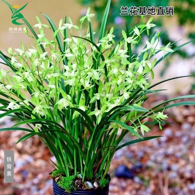 四季建兰铁骨素心开花浓香型好养