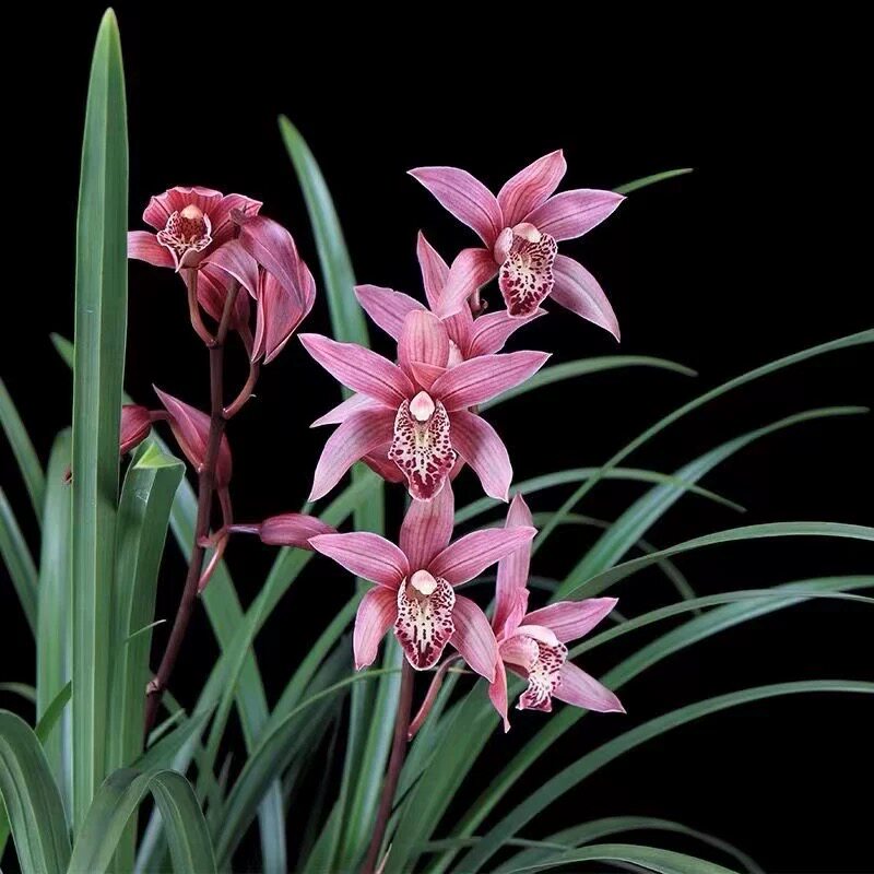 翁源兰花喜花里大花蕙兰粉色月下含羞带花浓香好易养室内阳台花卉,鲜花速递/花卉仿真/绿植园艺,国兰/杂交兰/洋兰类,淘宝优惠券,粉丝福利购,淘宝优惠卷