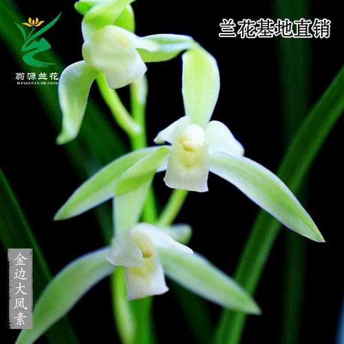 四季建兰金边大凤素正品素心带花