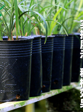 翁源营养杯育苗杯兰花培育简易盆塑料软加厚透气促生根农用营养袋