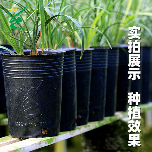 营养杯育苗杯兰花培育简易盆加厚