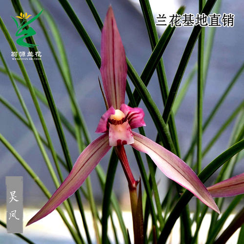 喜华里兰花苗开花浓香新手好养