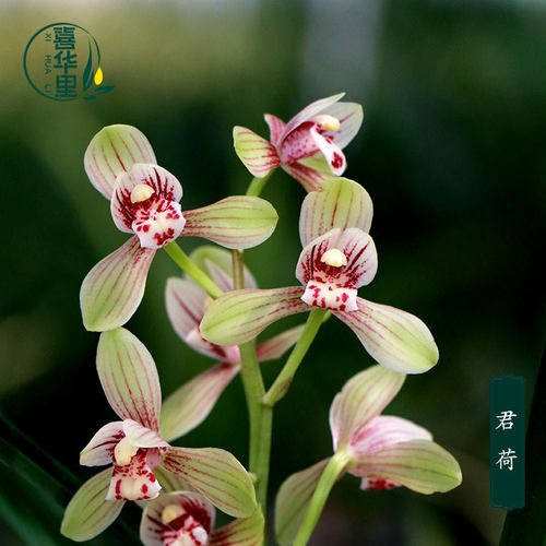 四季建兰老种君荷七彩玲珑带花开