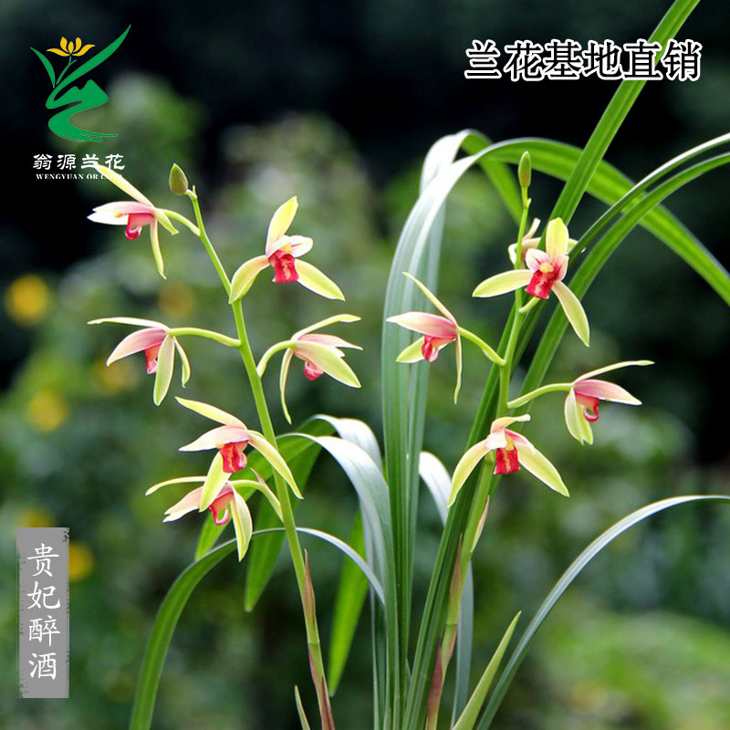 翁源兰花苗建兰贵妃醉酒开花浓香