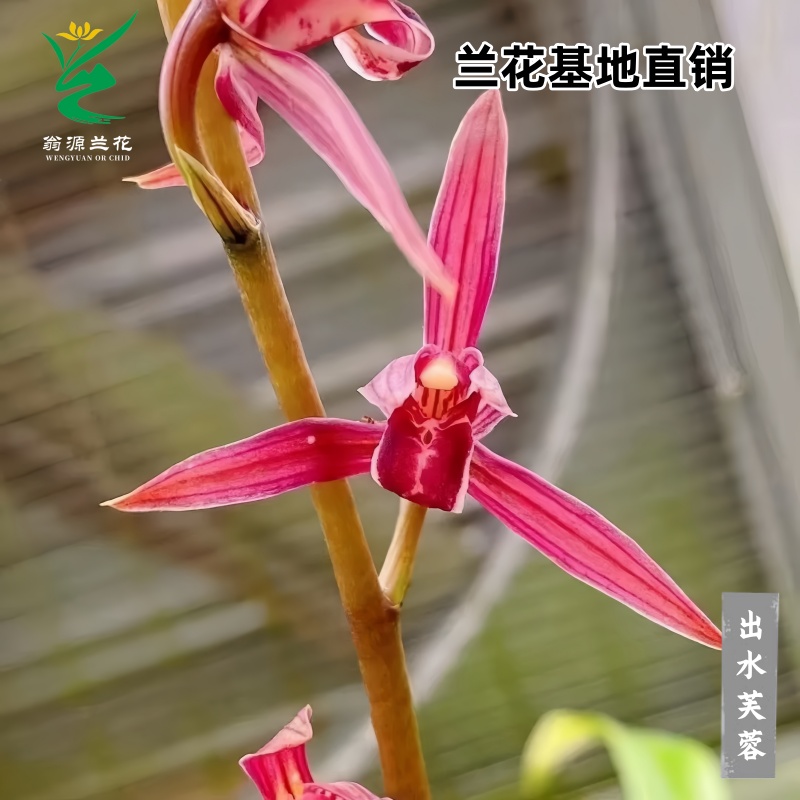 老种墨兰出水芙蓉高端带花香好养