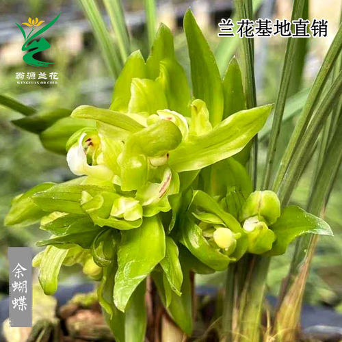 喜花里兰花春兰奇花余蝴蝶带花香