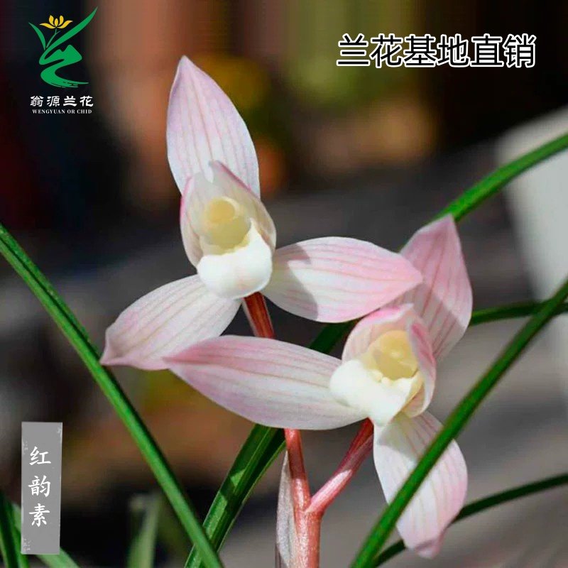 莲瓣兰红韵素开花浓香好养