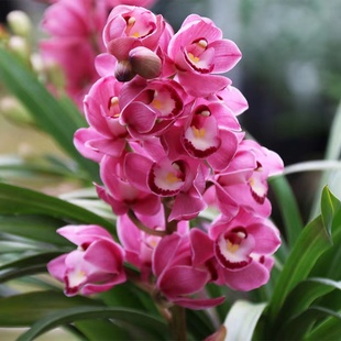 矮种金边大花蕙兰 中国龙 喜花里 年宵花春节前后开花 团购