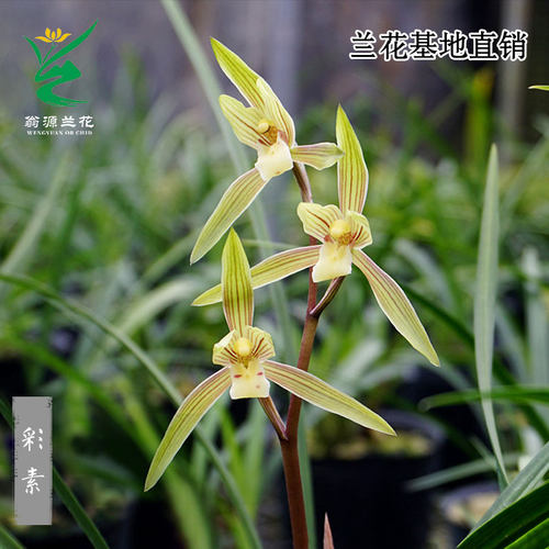 喜花里兰花寒兰春兰彩素带花浓香