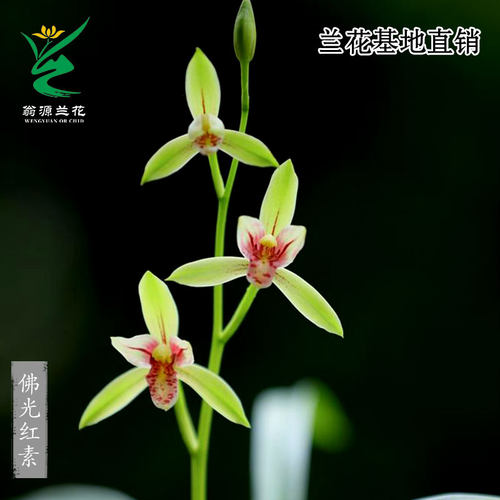 翁源兰花佛光红素建兰浓香型好养