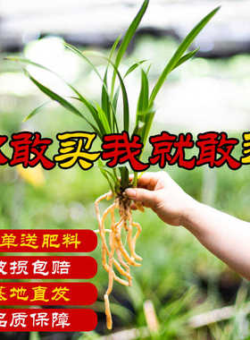 翁源兰花喜花里【9.9兰花裸根】新手兰友练手兰室内开花浓香好养