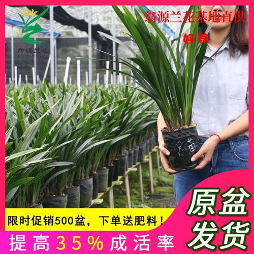翁源兰花墨兰老种企黑带花浓香型