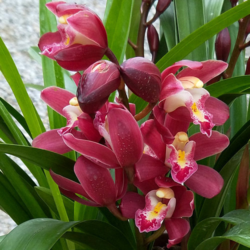 翁源兰花苗大花红宝石带花浓香型