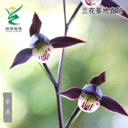 翁源兰花正品紫燕寒兰苗带花浓香