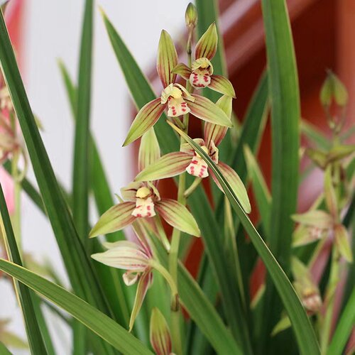 翁源兰花喜花里【黄金彩虹】四季建兰彩心花室内花期长好易养盆栽