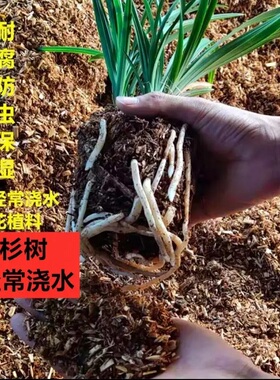 绿植花卉兰花苗兰科通用型营养土蝴蝶兰君子兰懒人植料透气促生根