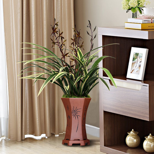 正品墨兰日向金边开花浓香型好养