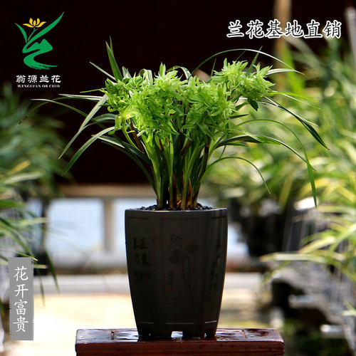 翁源兰花花开富贵浓香型好养盆栽