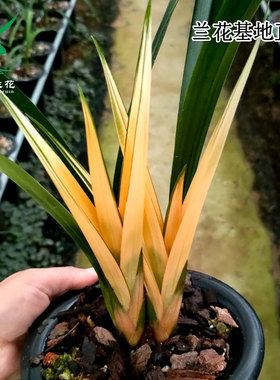 翁源兰花喜花里高端墨兰红太阳先明艺企黑浓香好易养室内绿植花卉