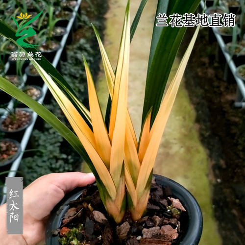 翁源兰花红太阳带花浓香墨兰易养